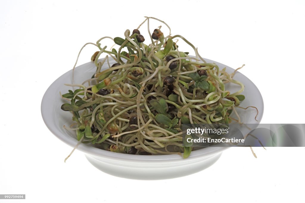 Fresh sprouts, seedlings from the hemp seeds, hemp nuts