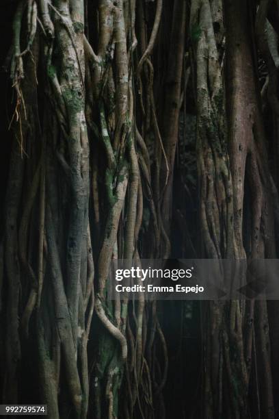 san andres island's tree roots - bay tree photos et images de collection