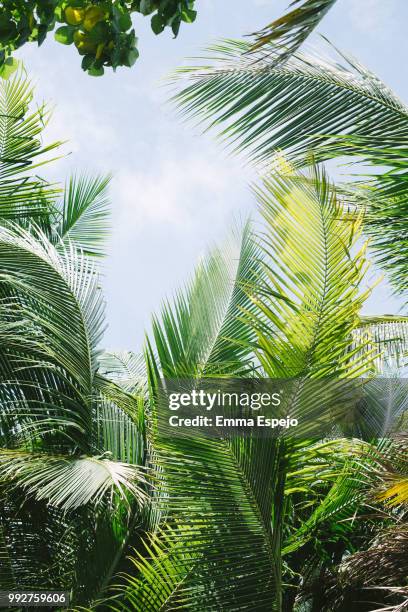 san andres island - espejo stock pictures, royalty-free photos & images