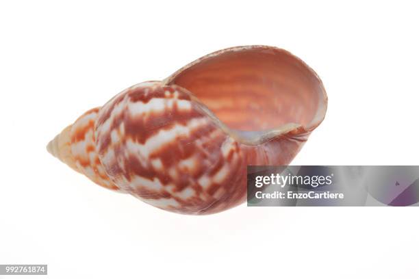 Empty Conker Shell 1,924 Close Up Of A Shell Stock Photos, High-Res Pictures, and Images ...