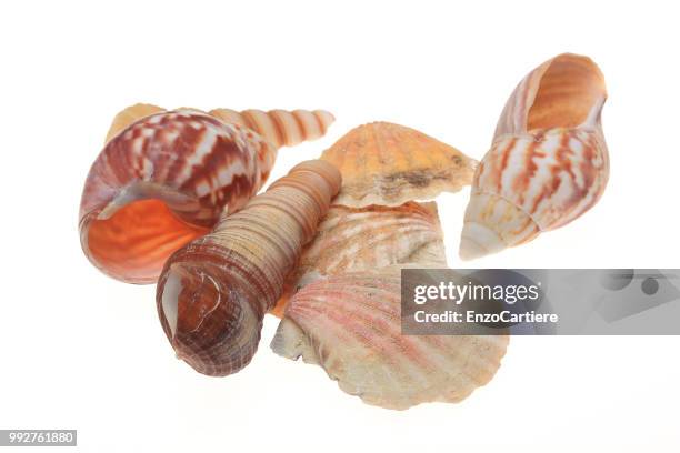 empty conch shell for decorative purposes, on a white background - conch stock pictures, royalty-free photos & images