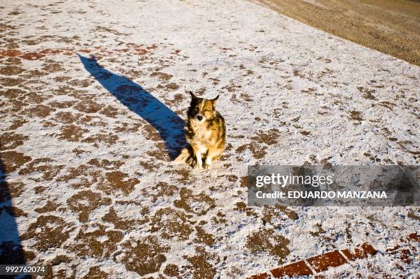 a lone dog by an icy street - manzana stockfoto's en -beelden