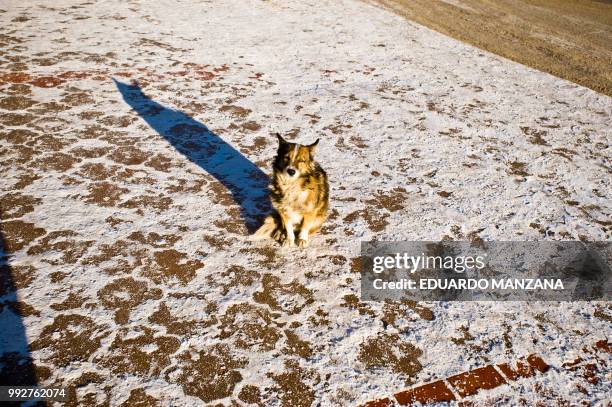 a lone dog by an icy street - manzana stock pictures, royalty-free photos & images