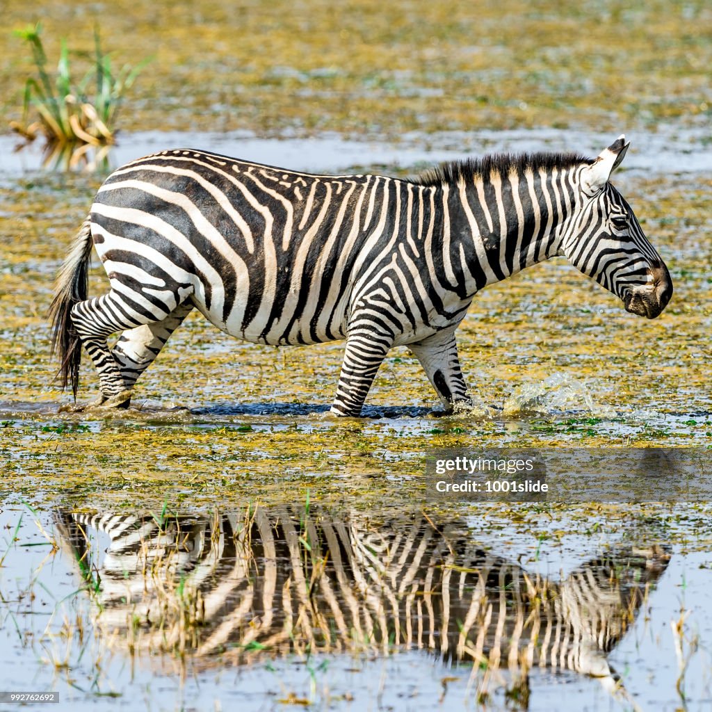 Zebras Drinking