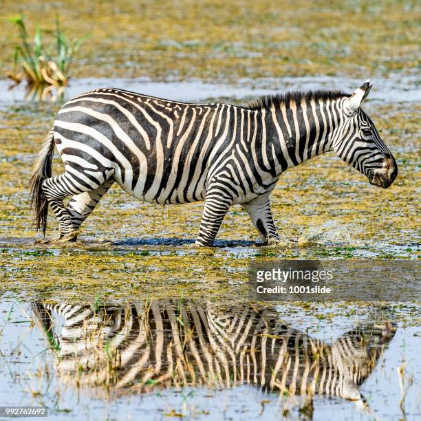 zebras drinking - 1001slide stock pictures, royalty-free photos & images