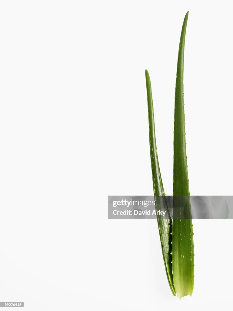 Aloe Vera plant
