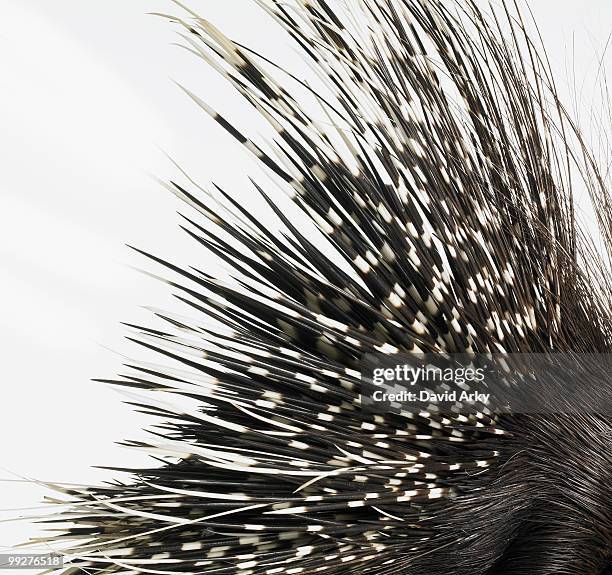 porcupine quills - bristle stock pictures, royalty-free photos & images