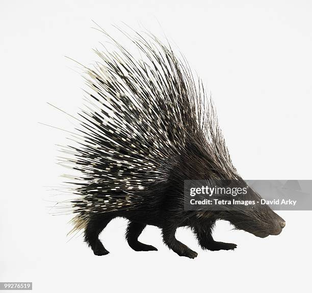 porcupine - cerda-pelo-de-animal fotografías e imágenes de stock