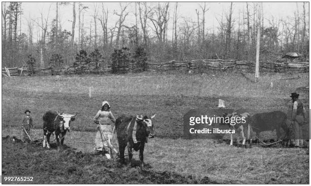 antikes foto des berühmten landschaften amerikas: ländliche leben, north carolina - archive farms stock-grafiken, -clipart, -cartoons und -symbole