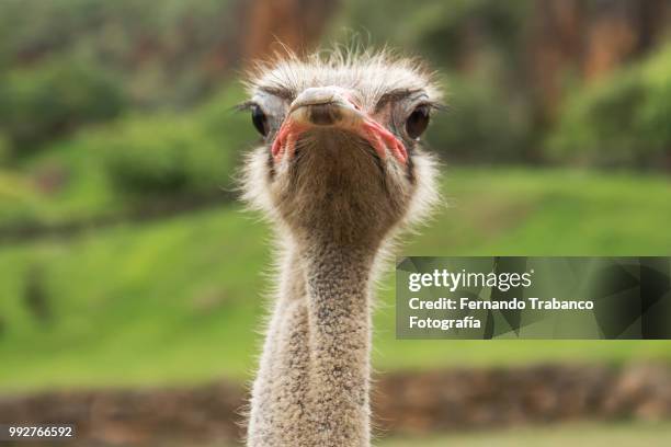 ostrich head - ugly animal stock pictures, royalty-free photos & images