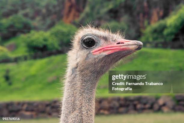 ostrich head - fernando trabanco stock pictures, royalty-free photos & images