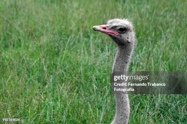 ostrich head - tierhals stock-fotos und bilder