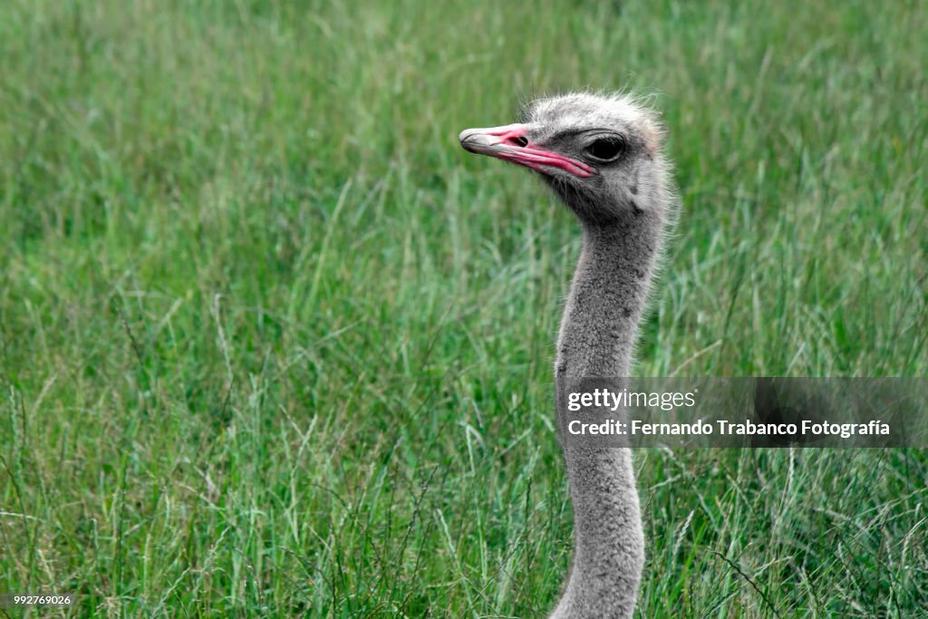 Ostrich head