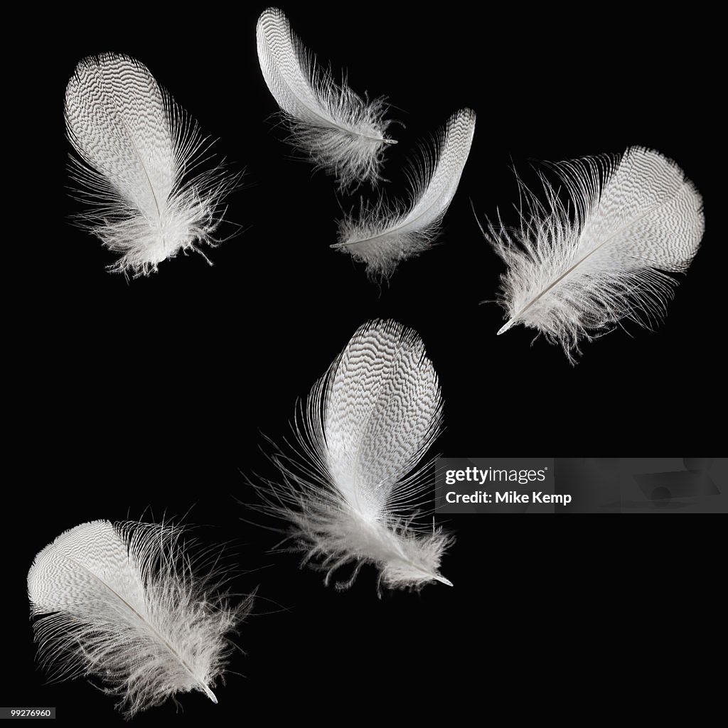 White feathers