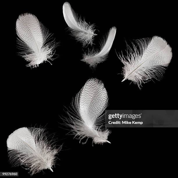 white feathers - veer stockfoto's en -beelden