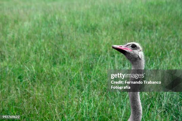 ostrich head - ostrich feather stockfoto's en -beelden