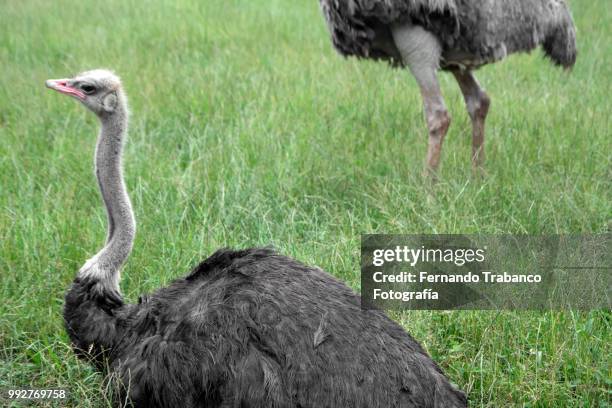 ostrich couple - fernando trabanco ストックフォトと画像