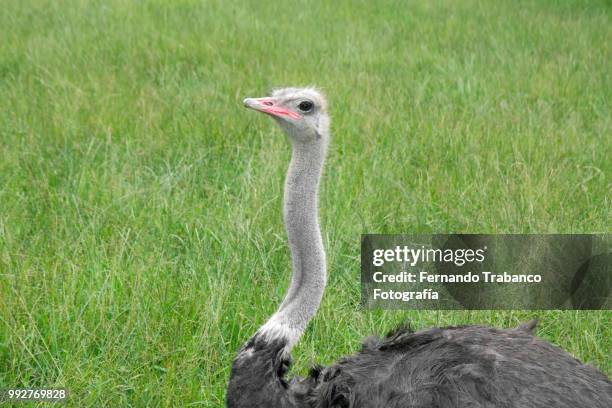 ostrich lying on the grass - pluma de avestruz fotografías e imágenes de stock