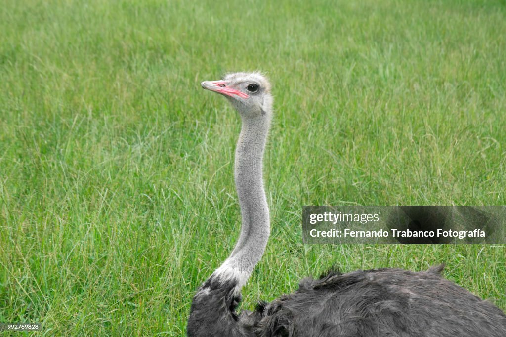 Ostrich lying on the grass