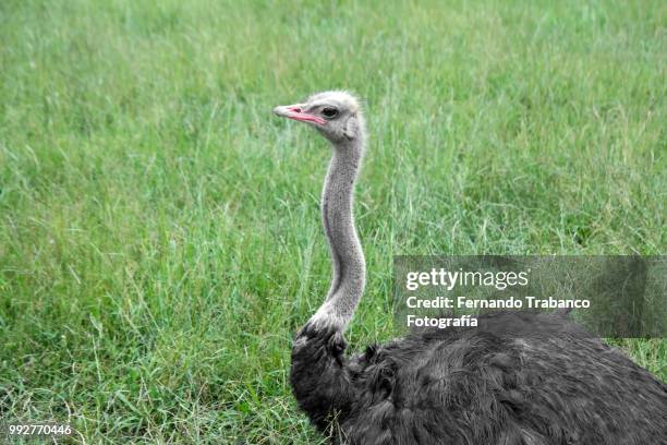 ostrich lying on the grass - struisvogelveer stockfoto's en -beelden