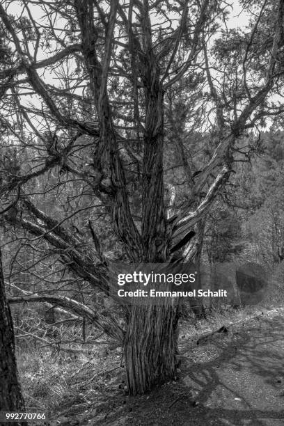 west yellowstone, usa - west yellowstone photos et images de collection