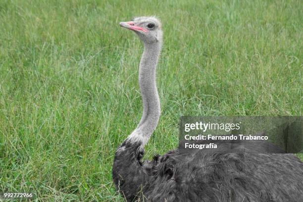ostrich lying on the grass - ostrich feather stockfoto's en -beelden