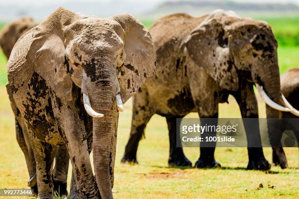 elephants in safari at wild - 1001slide stock pictures, royalty-free photos & images