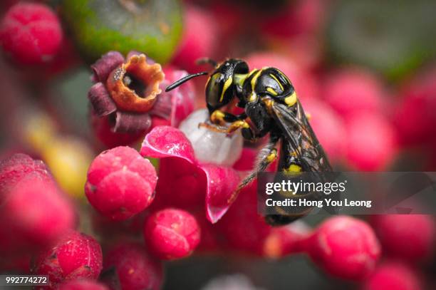 reverse lens macro - african wasp photos et images de collection