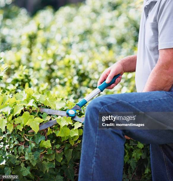 man trimming ivy - standing with hands on knees imagens e fotografias de stock