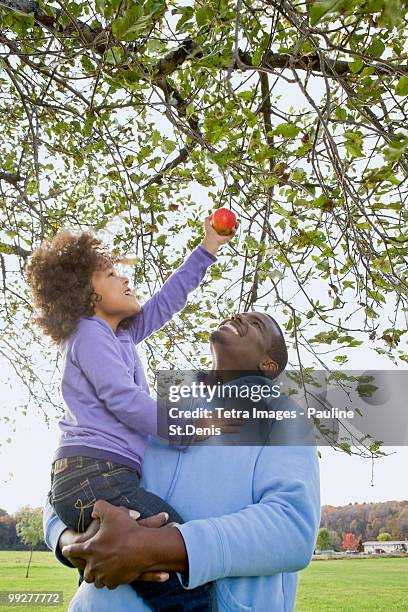 young girl picking an apple - new paltz foto e immagini stock