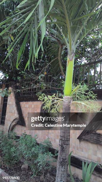 things as made by man - fan palm tree stock pictures, royalty-free photos & images