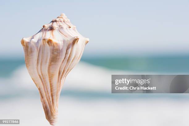 conch - conch stock pictures, royalty-free photos & images