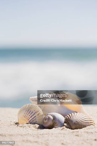 beach shells - hackett fotografías e imágenes de stock