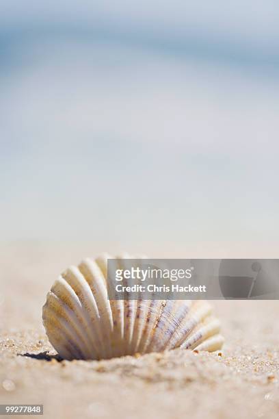 sea shell - hackett fotografías e imágenes de stock