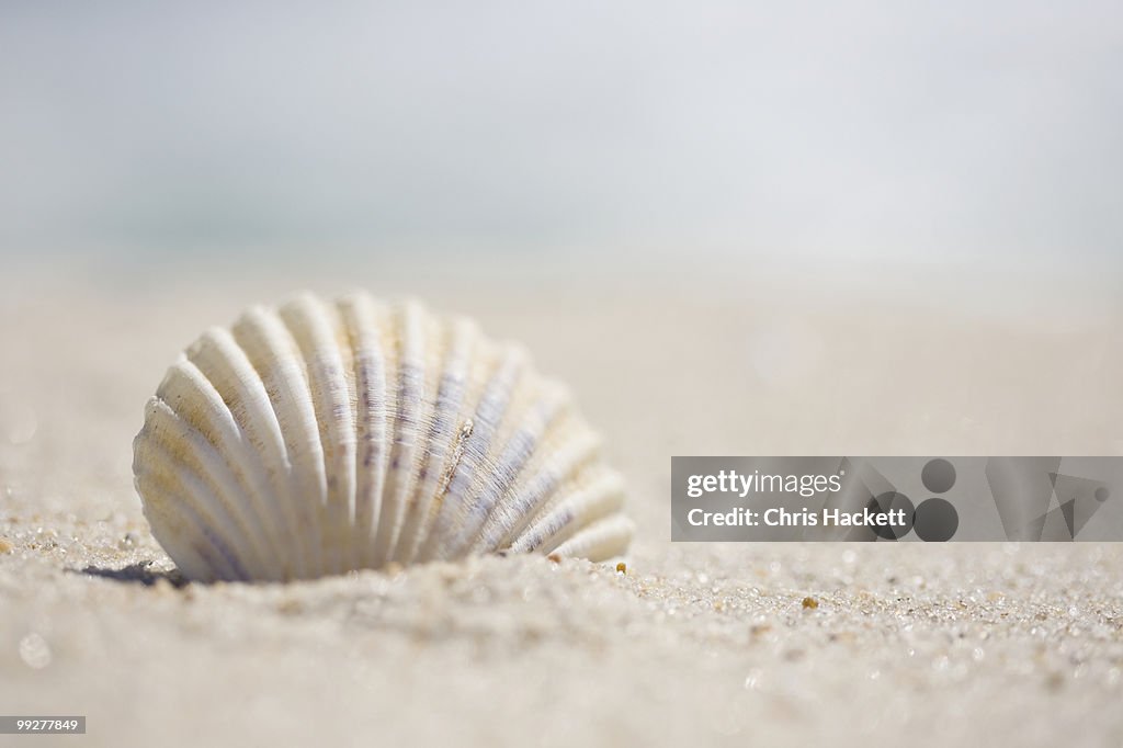Sea shell