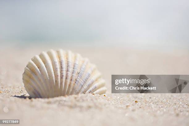 sea shell - beach shells fotografías e imágenes de stock