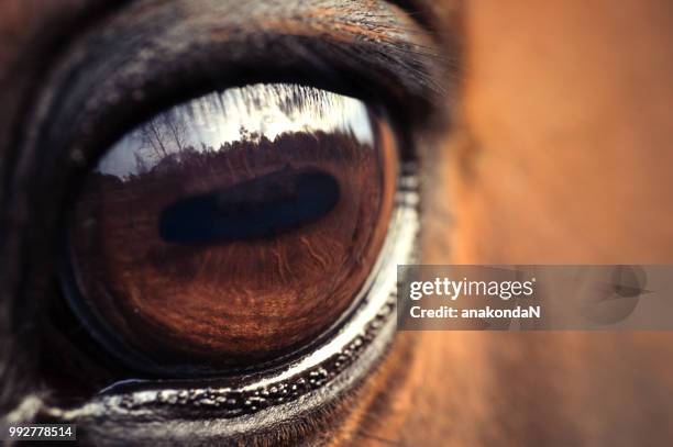 eye of the horse. macro - vospaard stockfoto's en -beelden