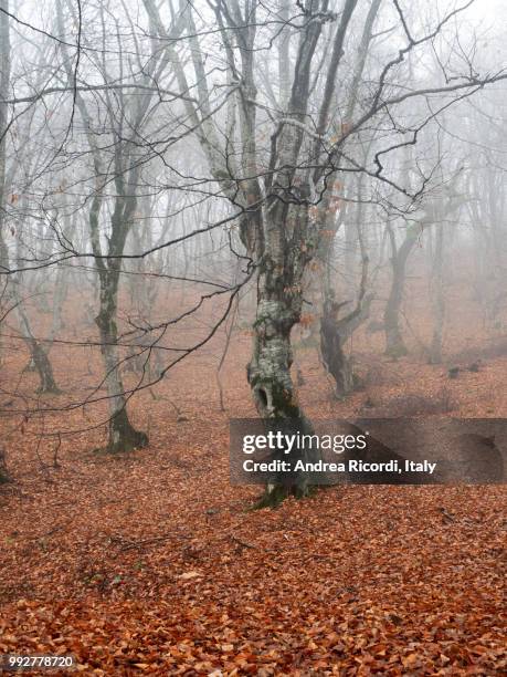 autumn forest in the fog - ricordi stock pictures, royalty-free photos & images