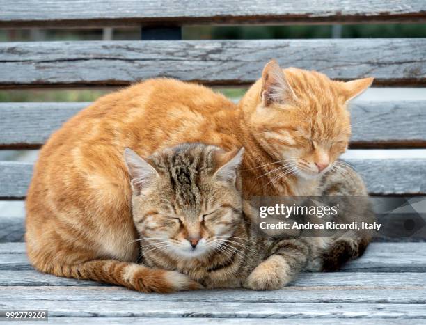 two cats sleeping together - ricordi fotografías e imágenes de stock