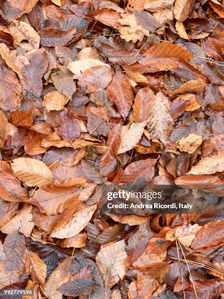 autumn foliage background - ricordi fotografías e imágenes de stock