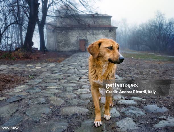 stray dog by an orthodox monastery, georgia - ricordi stock pictures, royalty-free photos & images