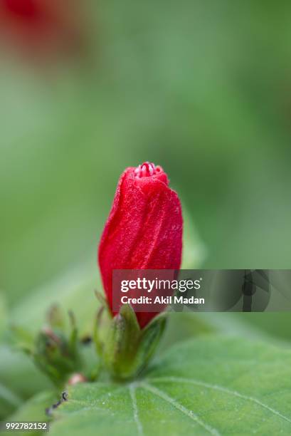 the red flower - 150th birth anniversary of mahamana madan mohan malaviya commemoration event stockfoto's en -beelden