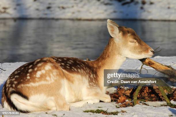 Hert Rabbit Hert Photos and Premium High Res Pictures - Getty Images