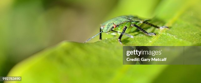 Shield Bug Shield Bug