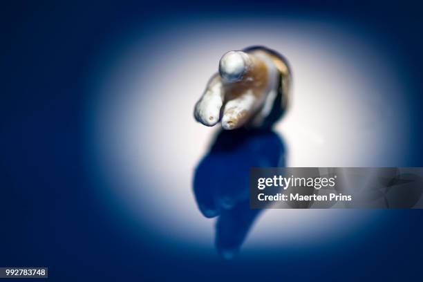 golden molar - molar stockfoto's en -beelden