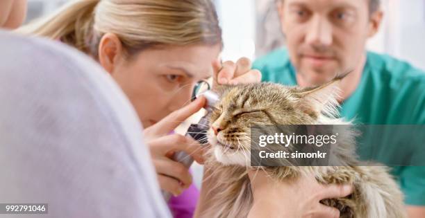 Cat Ear Scan 191 Cat Ear Exam Stock Photos, High-Res Pictures, and Images - Getty Images