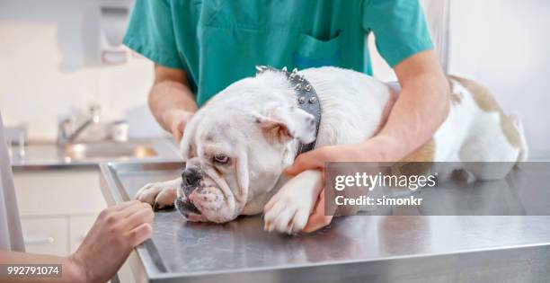 vétérinaire, vérifiant les pattes d’un bulldog anglais se trouvant sur la table dans la salle d’examen - table dexamen médical photos et images de collection