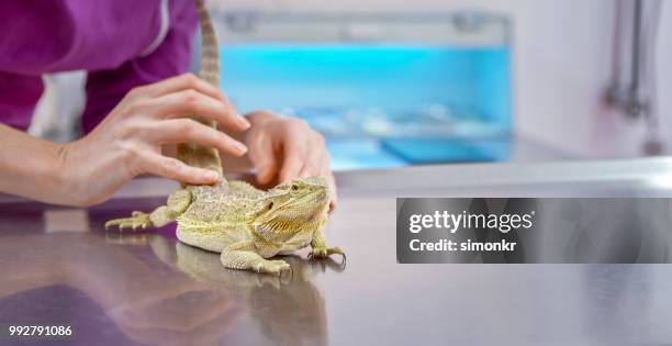 female veterinarian checking health of bearded dragon - bearded dragon stock pictures, royalty-free photos & images