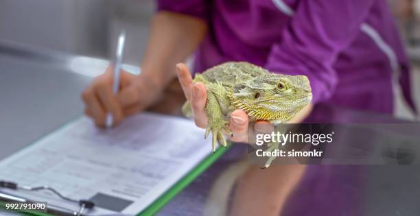 handen van vrouwelijke dierenarts holding bebaarde draak in de ene hand terwijl het maken van notities met andere - baardagame stockfoto's en -beelden