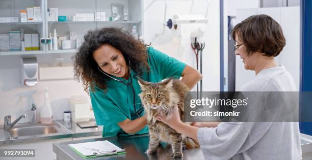 femme vétérinaire écoute de cœur et les poumons du chat maine coon sur sa table d’examen - table dexamen médical photos et images de collection